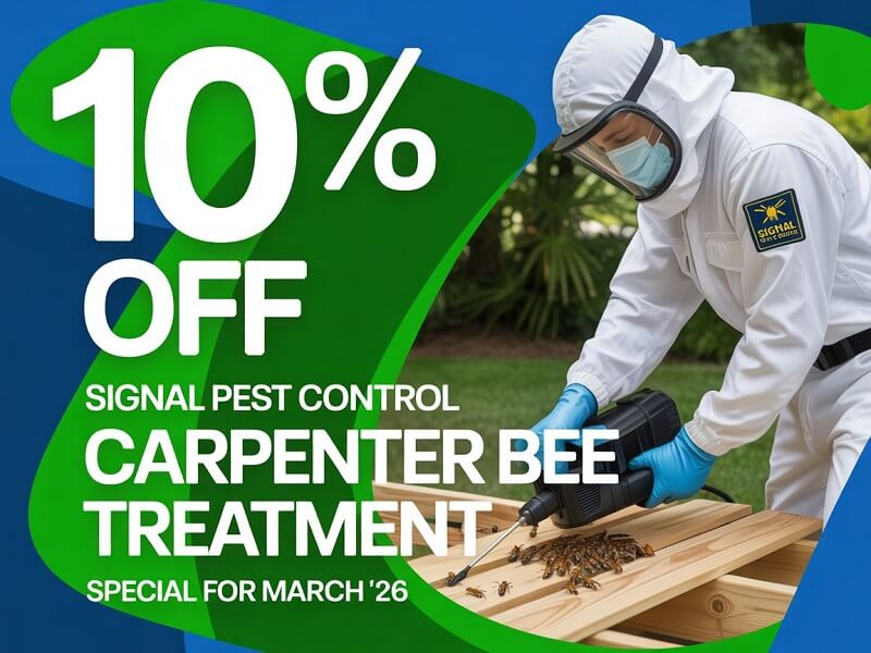 Carpentr Bee Treatment